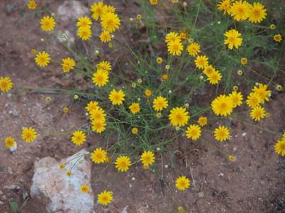 [Thin wiry green stems topped by flowers with approximately a dozen thin yellow petals and a dark yellow center.]